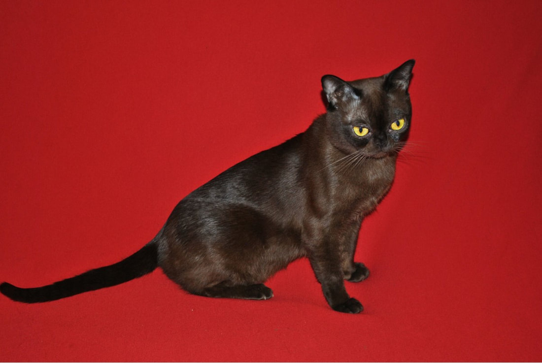 Male Eclypse Cattery cat Burmese & Bombay Chatterie Eclypse chat